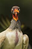 Image. King Vulture