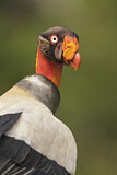Image. King Vulture