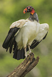 Image. King Vulture