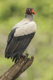 Image. King Vulture