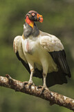 Image. King Vulture