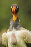 Image. King Vulture