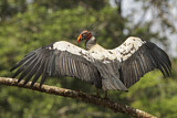Image. King Vulture