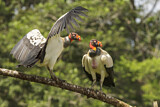 Image. King Vulture