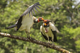 Image. King Vulture