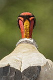 Image. King Vulture