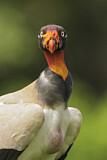 Image. King Vulture