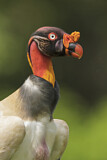 Image. King Vulture