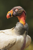 Image. King Vulture