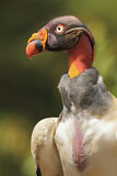 Image. King Vulture