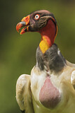 Image. King Vulture