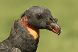 Image. King Vulture