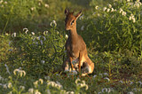 Image. Kirk-Dikdik