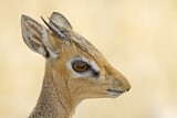 Image. Kirk-Dikdik