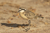 Image. Kittlitz's Plover