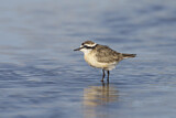 Image. Kittlitz's Plover