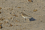 Image. Kittlitz's Plover