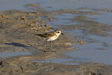 Image. Kittlitz's Plover