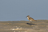 Image. Kittlitz's Plover