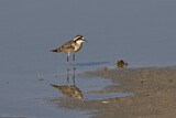 Image. Kittlitz's Plover