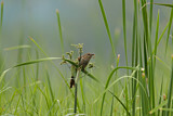 Image. Klagekuckuck