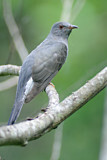 Image. Klagekuckuck