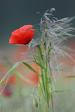 Image. Klatschmohn