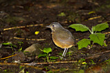 Image. Kleine Bartameisenpitta