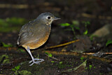 Image. Kleine Bartameisenpitta
