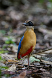 Image. Kleine Blauflügelpitta