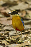 Image. Kleine Blauflügelpitta