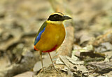 Image. Kleine Blauflügelpitta