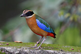 Image. Kleine Blauflügelpitta