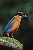 Image. Kleine Blauflügelpitta