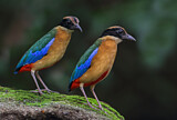 Image. Kleine Blauflügelpitta