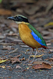 Image. Kleine Blauflügelpitta