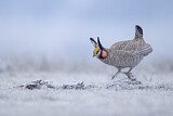 Image. Kleines Präriehuhn
