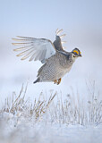 Image. Kleines Präriehuhn