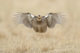 Image. Kleines Präriehuhn