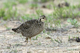 Image. Kleines Präriehuhn