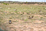 Image. Kleines Präriehuhn