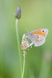 Image. Kleines Wiesenvögelchen