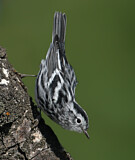 Image. Kletterwaldsänger