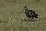 Image. Klunkeribis