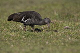 Image. Klunkeribis