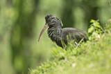 Image. Klunkeribis