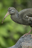 Image. Klunkeribis