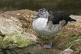 Image. Knob-billed Duck