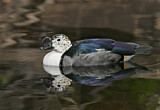 Image. Knob-billed Duck