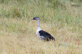 Image. Knob-billed Duck